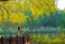 北京对上海足球比分-京沪对决，绿茵场上比分背后的城市荣耀与足球精神